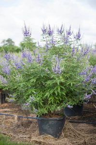 30 Gallon Vitex