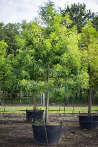 100 Gallon Bald Cypress