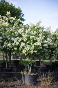 45 Gallon Natchez White Crape Myrtle