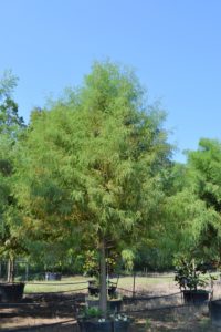 100 gallon Bald Cypress