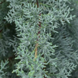 Arizona Blue Cypress