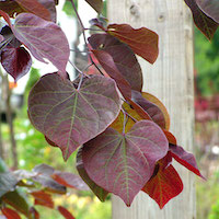 Redbud, Forest Pansy